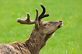 Rothirsch (Cervus elaphus), Deutschland