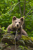 Braunbärenjunges (Ursus arctos), Nationalpark Bayerischer Wald, Bayern, Deutschland