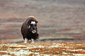 Muskox (Ovibos moschatus), Dovrefjell Sunndalsfjella National Park, Norway