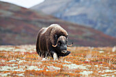 Moschusochse (Ovibos moschatus), Dovrefjell-Sunndalsfjella-Nationalpark, Norwegen