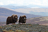 Muskoxen (Ovibos moschatus), Dovrefjell Sunndalsfjella National Park, Norway