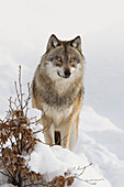 Nahaufnahme eines Wolfs (Canis lupus) im Winter, Nationalpark Bayerischer Wald, Bayern, Deutschland