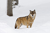 Porträt eines Wolfes (Canis lupus) im Winter, Nationalpark Bayerischer Wald, Bayern, Deutschland