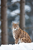 Portrait of European Lynx (Lynx lynx) in winter, Nationalpark Bayerischer Wald, Bavarian Forest National Park, Germany