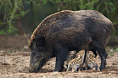 Wildschweine (Sus scrofa), Mutter mit Jungtieren, Deutschland