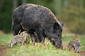 Nahaufnahme von Wildschwein (Sus scrofa), Mutter mit Jungtier, Deutschland
