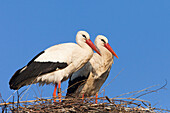 White Storks (Ciconia ciconia) Standing in Nest, Germany
