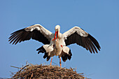 White Storks (Ciconia ciconia) Mating in Nest, Germany
