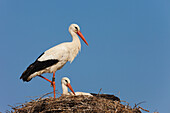 White Storks (Ciconia ciconia) in Nest, Germany