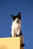 Portrait of Domestic Cat (Felis catus), Oia, Santorini, Greece