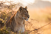 Porträt einer afrikanischen Löwin (Panthera leo), die im Gebüsch im Okavango-Delta in Botswana, Afrika, sitzt