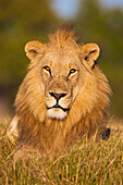 Portrait of an African lion (Panthera leo) lying in the grass and looking at the camera at Okavango Delta in Botswana, Africa