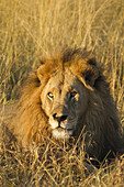 Porträt eines afrikanischen Löwen (Panthera leo), der im Gras liegt und in die Ferne schaut, im Okavango-Delta in Botsuana, Afrika