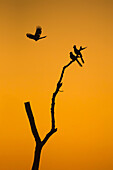 Weglaufvögel (Corythaixoides concolor) vor einem wunderschönen Sonnenaufgangshimmel in Botswana, Afrika.