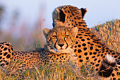 Portrait of Cheetahs (Acinonyx jubatus) looking at camera at the Okavango Delta in Botswana, Africa