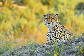 Porträt eines Geparden (Acinonyx jubatus), der in die Kamera schaut, im Okavango-Delta in Botswana, Afrika