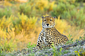 Portrait of a cheetah (Acinonyx jubatus) looking at the camera at the Okavango Delta in Botswana, Africa