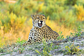 Porträt eines Geparden (Acinonyx jubatus), der im Gras liegt und knurrt, im Okavango-Delta in Botsuana, Afrika