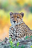 Porträt eines Geparden (Acinonyx jubatus), der auf dem Boden liegt und in die Kamera schaut, im Okavango-Delta in Botswana, Afrika