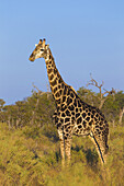 Profile portrait of a southern giraffe (Giraffa giraffa) standing in field at the Okavango Delta in Botswana, Africa