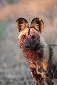 Porträt eines Wildhundes (Lycaon pictus), der nach der Fütterung im Okavango-Delta in Botswana, Afrika, in die Kamera schaut