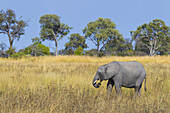 Afrikanisches Elefantenkalb (Loxodonta africana) im Grasland des Okavango-Deltas in Botsuana, Afrika