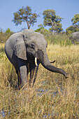 Porträt eines afrikanischen Elefanten (Loxodonta africana) beim Grasen und Trinken im Okavango-Delta in Botsuana, Afrika