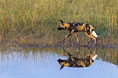 Wildhund (Lycaon pictus) läuft im Gras neben einer Wasserstelle im Okavango-Delta in Botswana, Afrika
