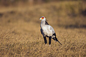 Porträt eines Sekretärvogels (Sagittarius serpentarius), der in einem grasbewachsenen Feld im Okavango-Delta in Botswana, Afrika, steht