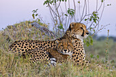 Portrait of cheetahs (Acinonyx jubatus), mother and young lying in the grass at the Okavango Delta in Botswana, Africa