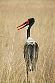Back view of a saddle-billed stork (Ephippiorhynchus senegalensis) standing in the grass looking to the side at the Okavango Delta in Botswana, Africa