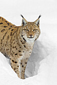 Porträt eines Eurasischen Luchses (Lynx lynx), der im tiefen Schnee steht und in die Kamera schaut, in Bayern, Deutschland