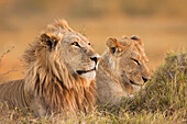 Afrikanischer Löwe und Löwin (Panthera leo) im Gras liegend im Okavango-Delta in Botswana, Afrika