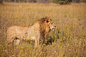 Afrikanischer Löwe (Panthera leo) stehend im hohen Gras im Okavango-Delta in Botswana, Afrika