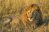 Porträt eines afrikanischen Löwen (Panthera leo), der im Gras liegt, im Okavango-Delta in Botswana, Afrika