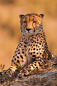 Portrait of a cheetah (Acinonyx jubatus) lying on the ground at the Okavango Delta in Botswana, Africa