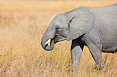 Close-up of an African elephant (Loxodonta africana) walking through grasslands at the Okavango Delta in Botswana, Africa