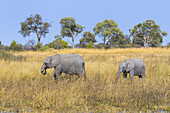 Afrikanische Buschelefanten (Loxodonta africana) wandern durch Grasland im Okavango-Delta in Botswana, Afrika