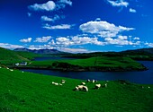 Isle Of Skye, Schottland; Schafe