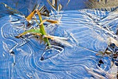 Yosemite, California, Usa; Close-Up Of Ice Patterns