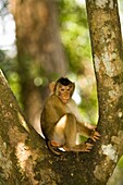 Longtail Macaque (Macaca Fascicularis) Sitting On Tree; Sepilok Man Of The Forest Sanctuary, Sepilok, Borneo, Sabah, Malaysia