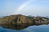 Seestern und Nebelbogen, Olympic National Park, Olympic Peninsula, Washington, USA
