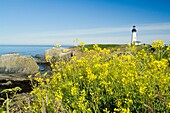 Yaquina Head Lighthouse; Yaquina Head Outstanding Natural Area, Newport, Oregon, Usa