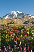 Wildflowers In Mount Rainier National Park - Washington, Mt. Rainier National Park, Washington State, Usa