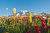 Wildblumen Im Mount Rainier National Park - Washington, Mt. Rainier National Park, Washington State, Usa