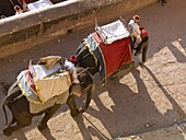 Zwei Mahouts reiten auf ihren Elefanten im Amber Fort; Amber, Jaipur, Rajasthan, Indien