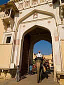 Mahouts reiten auf ihren Elefanten Trogtor am Amber Fort; Amber, Jaipur, Rajasthan, Indien