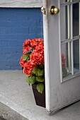 Muskokas,Ontario,Kanada; Eingetopfte Hortensie, die eine Tür aufstößt