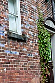 Muskokas,Ontario,Canada; Brick House Wall With Ivy Climbing Up It