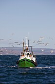 Fishing Boat And Gulls
